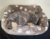 Kuschelbett - Supermini Pfote taupe 65x50 cm außen